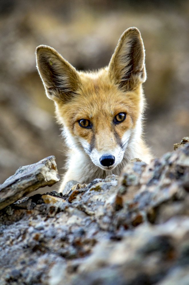 Photograph by DAMOUN POURNEMATI