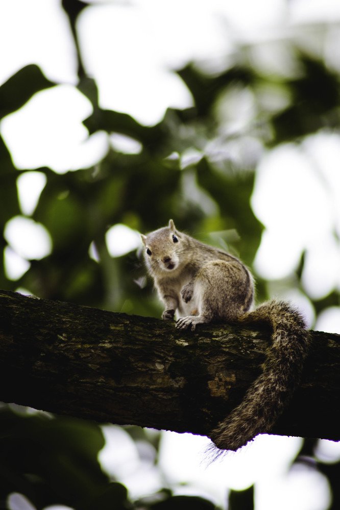 Photograph by Dinesh Umagiliya