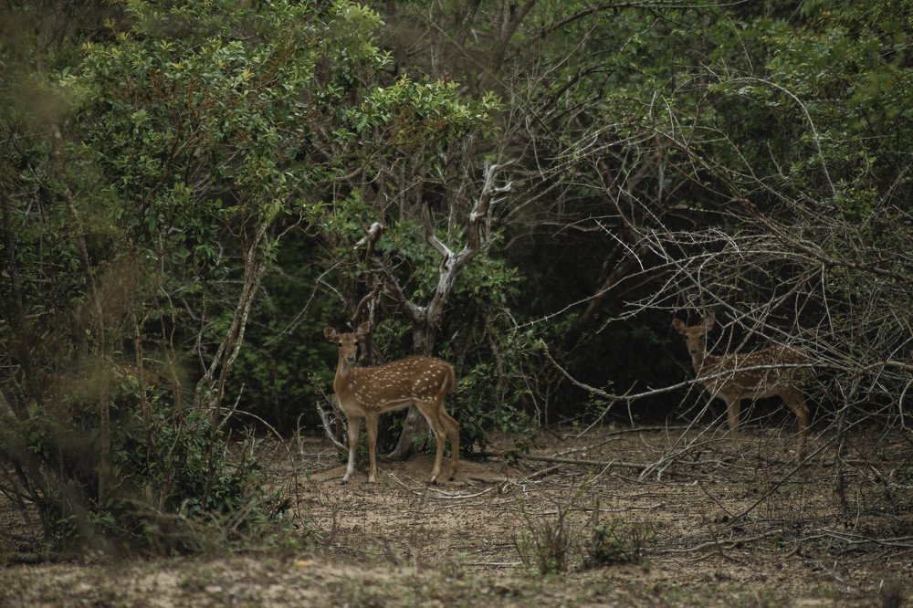 Photograph by Dinesh Umagiliya
