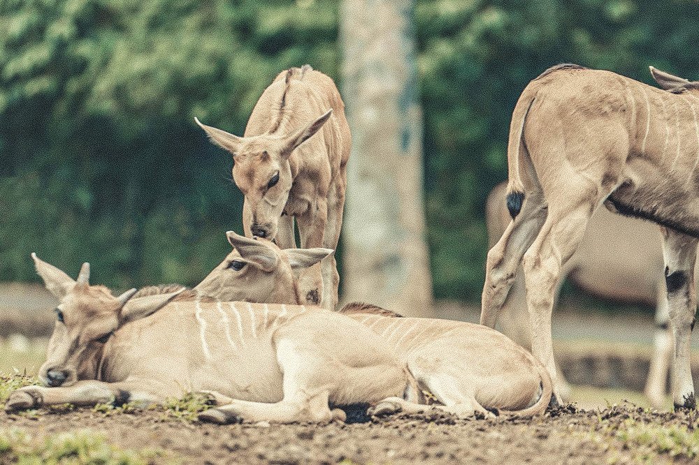 Photograph by Hamzah Alwehaimed