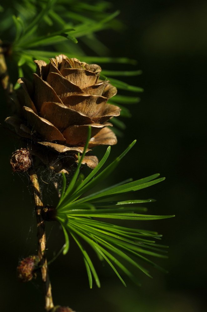 Photograph by Юрий Кашлевский
