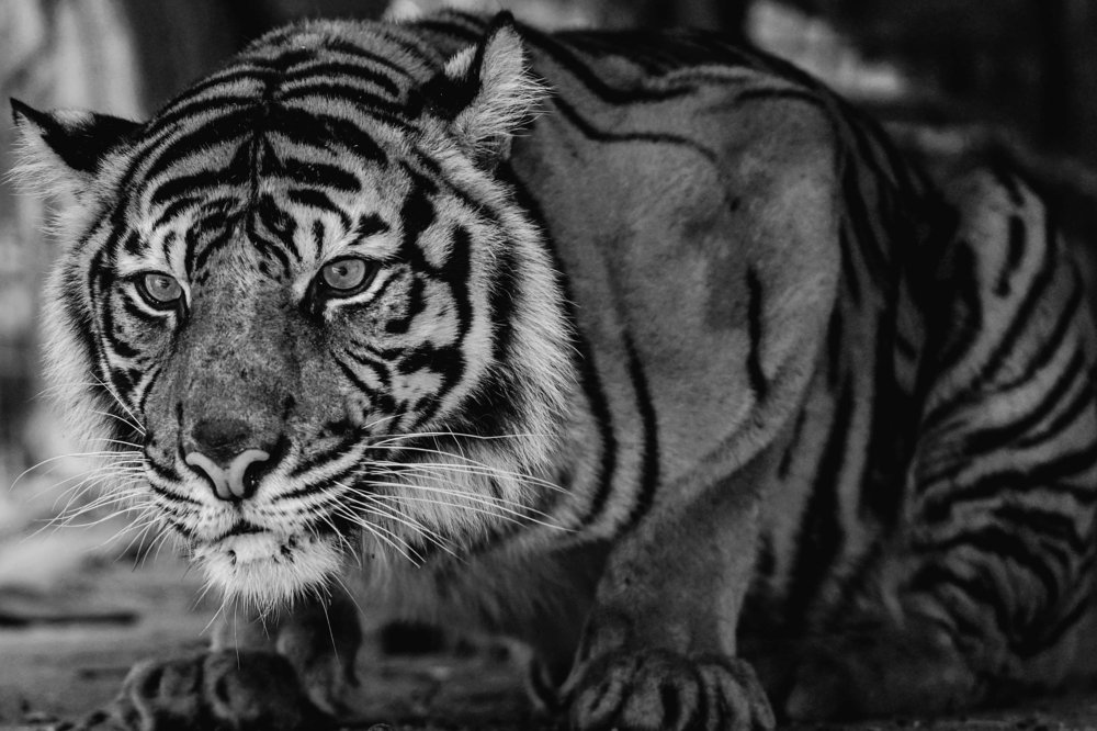 The Sumatran tiger