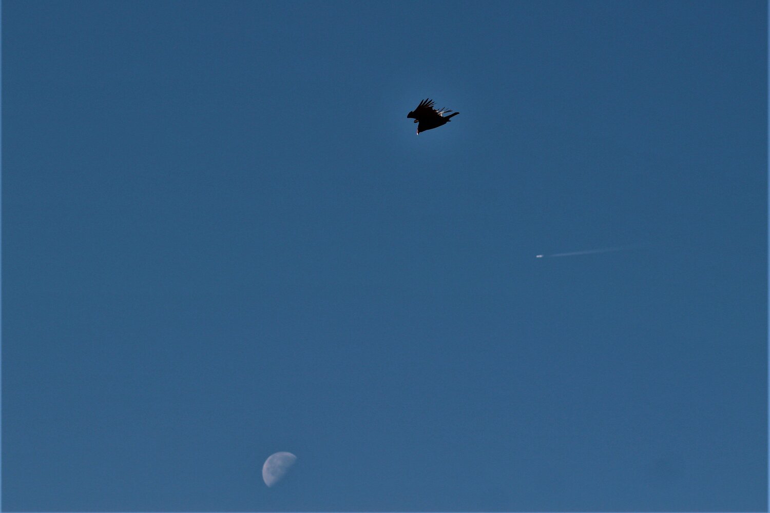 Photo #4666479