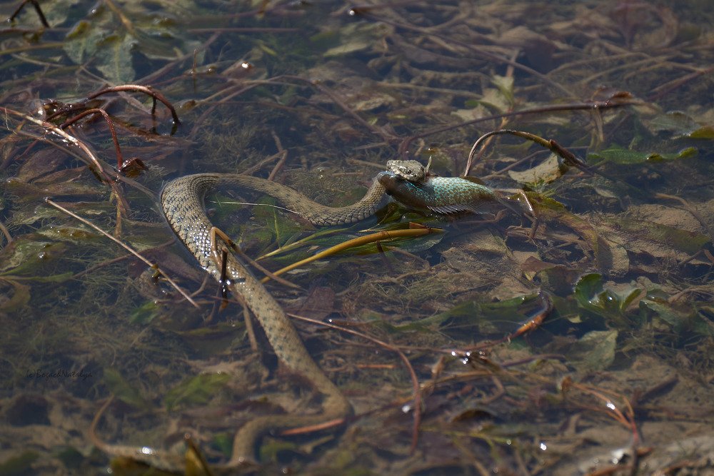 Photograph by Наталья Богач