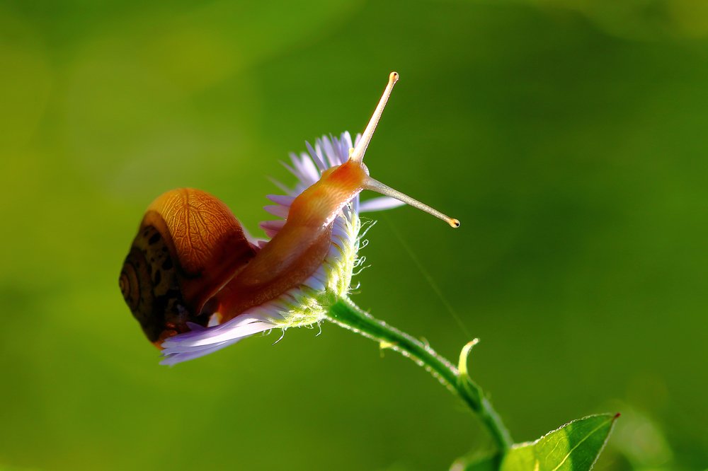 Snail