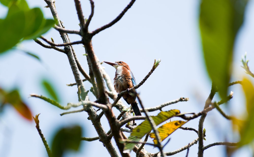 White Throated kingfisher