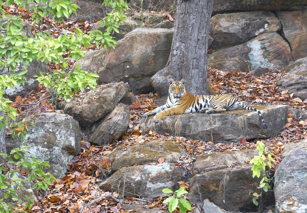 The Princess of Tala