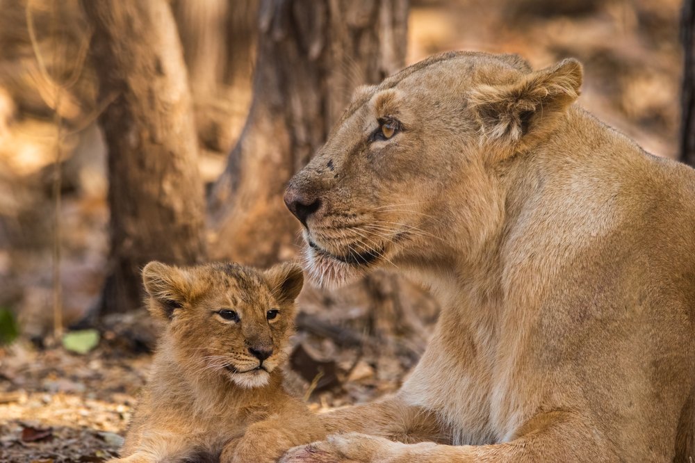Photograph by Swayam Thakkar