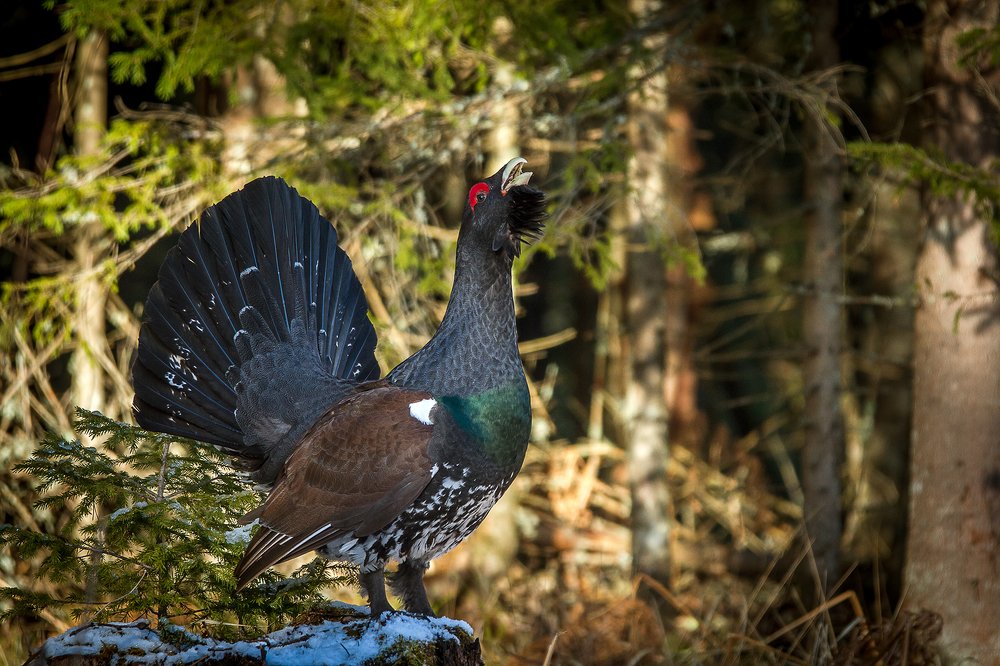 Photograph by Андрей Костромин