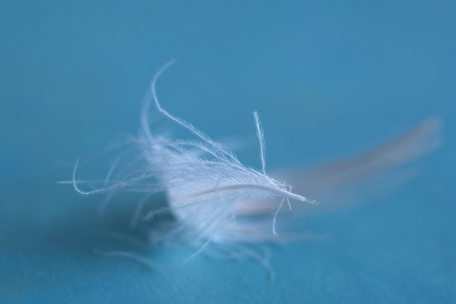 Little white feather.