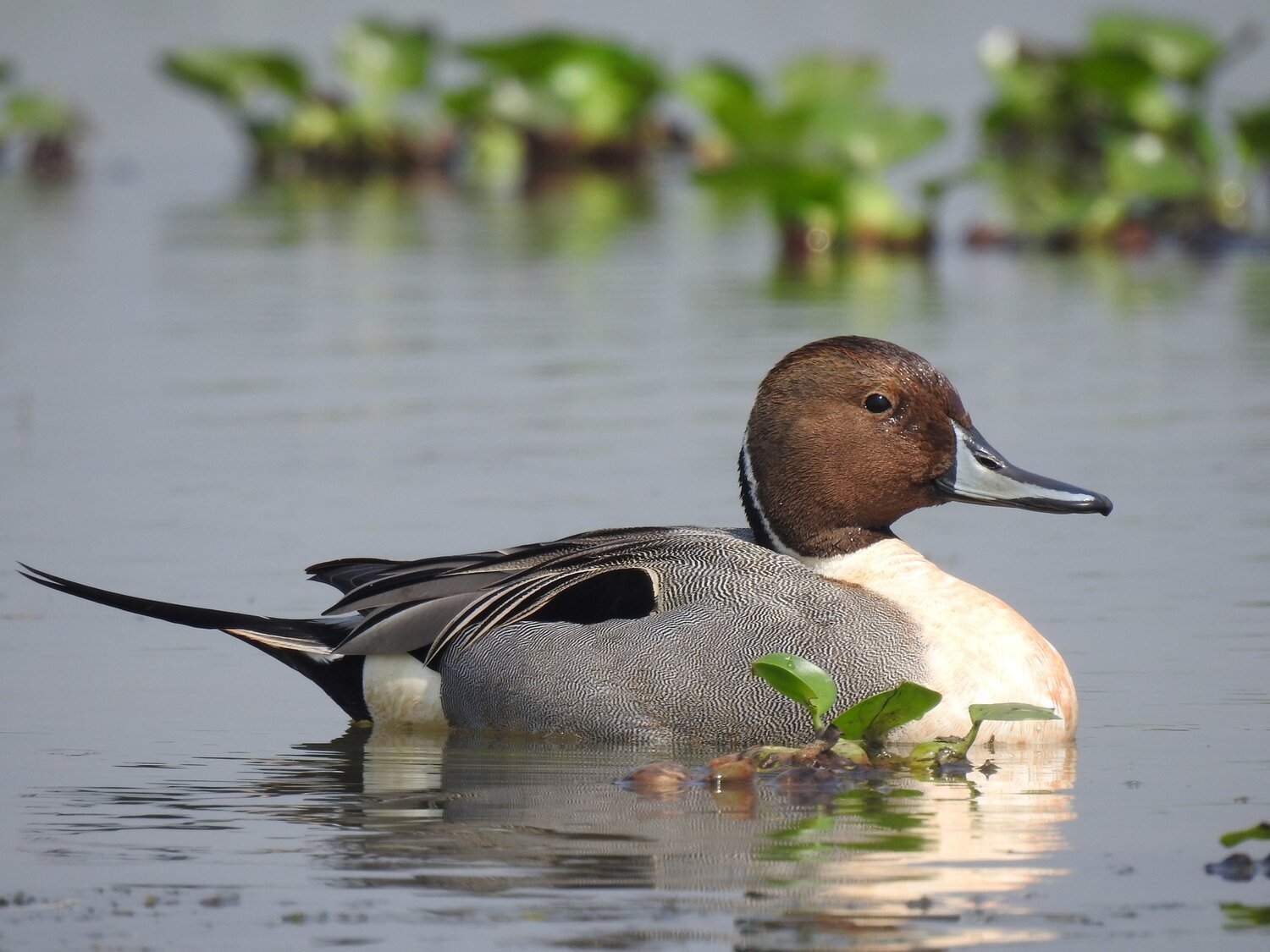 Northern Pintail