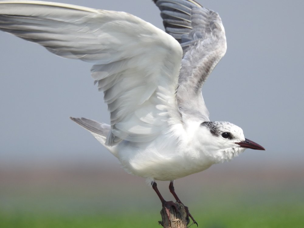 Whiskered tern