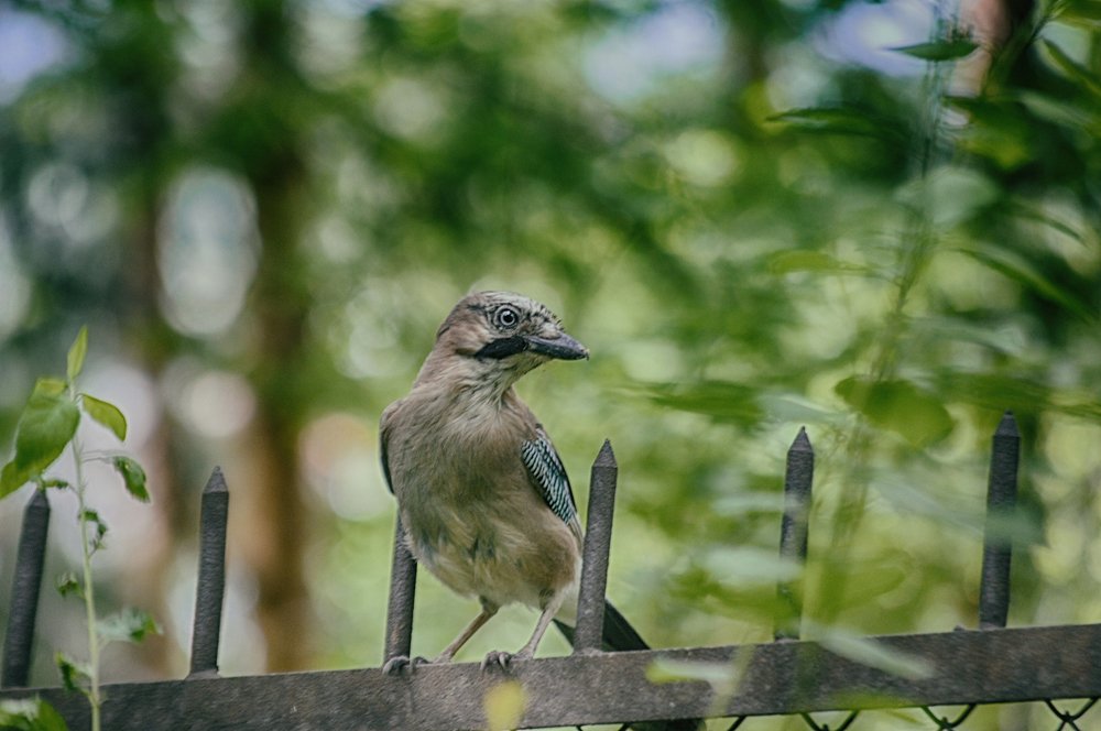 Photograph by Teodora Sarbinska