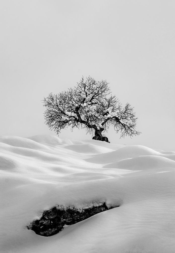 Фотография автора ziba alirezaei58