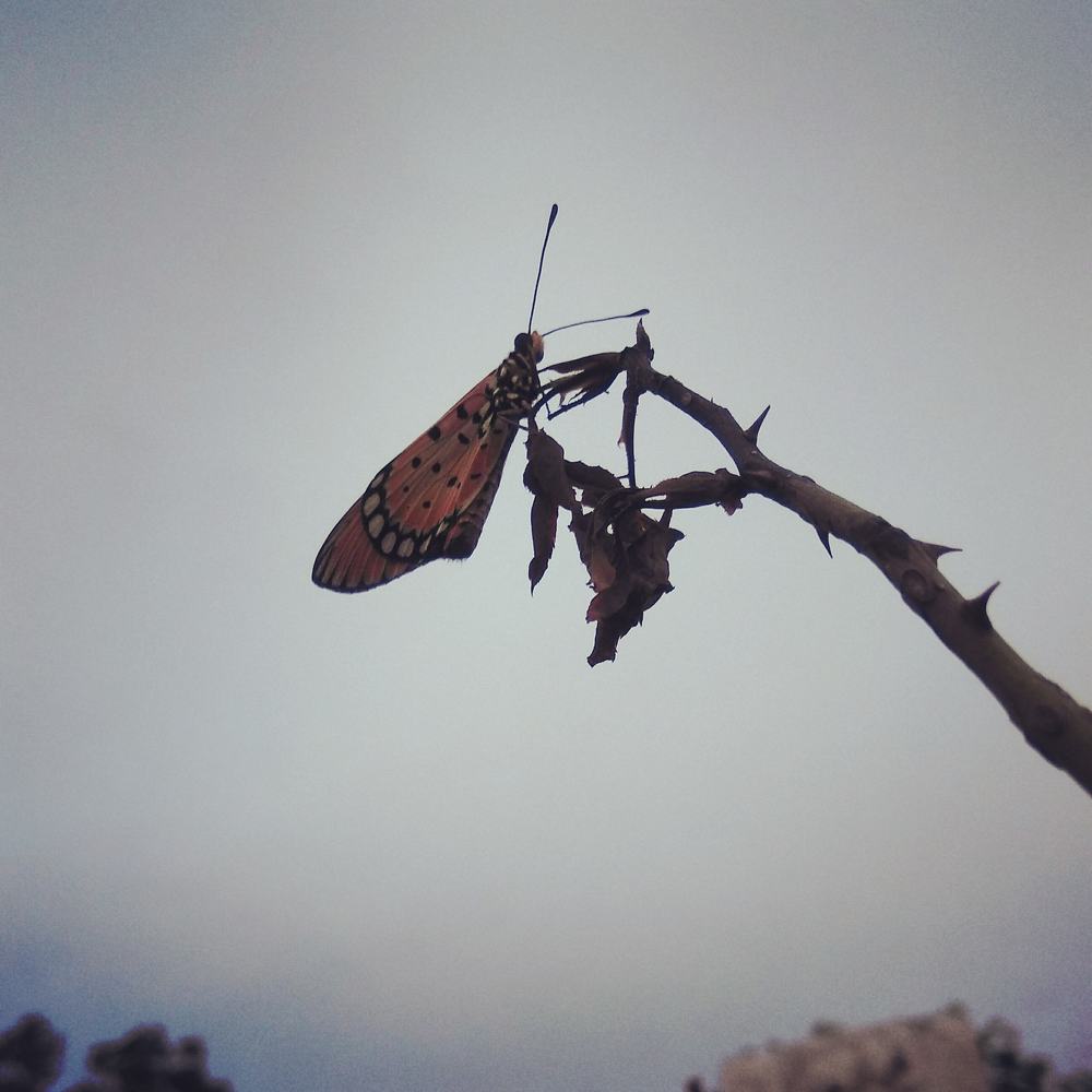 Photograph by Sayan Nandi