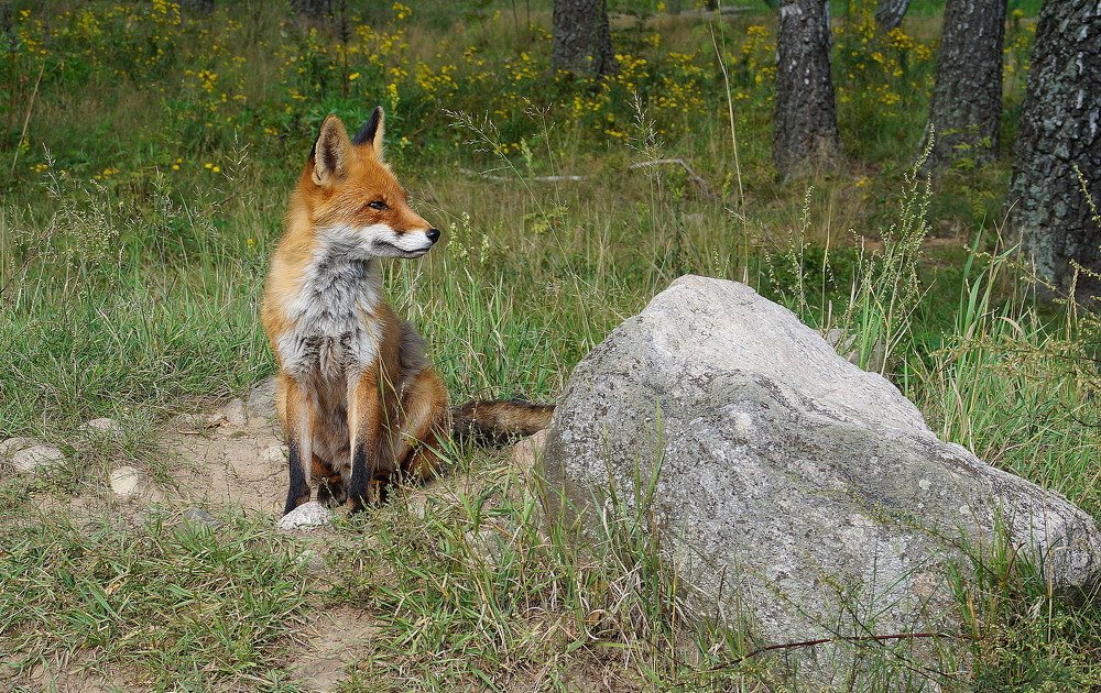 Рыжая  плутовка