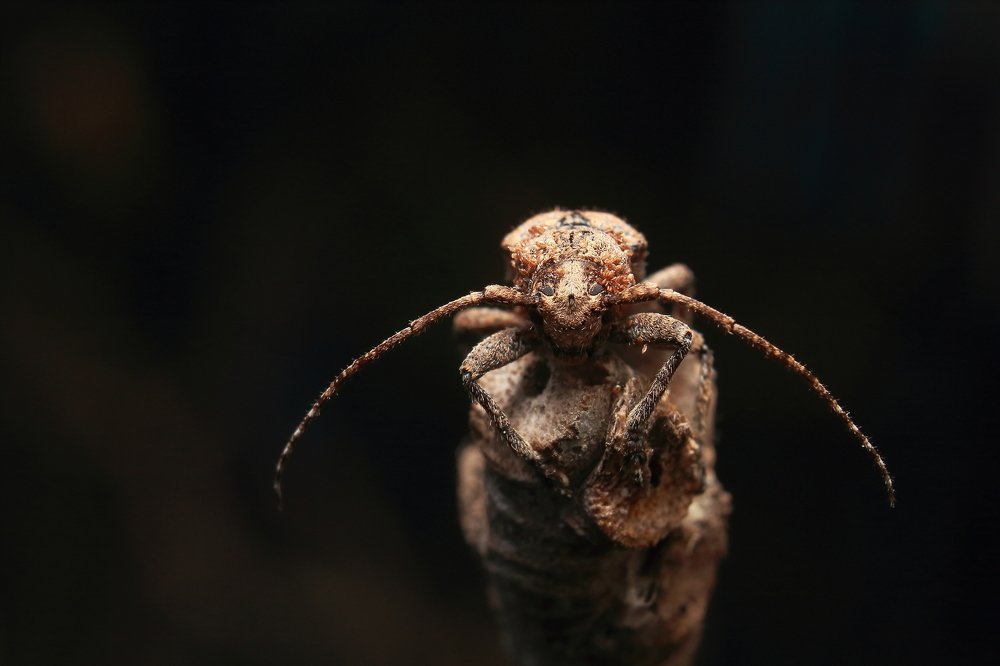 Photograph by Yusuf Buchari