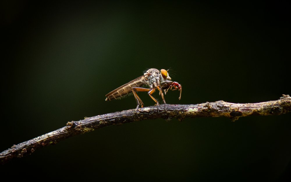 It's big....how shall I eat it???....
