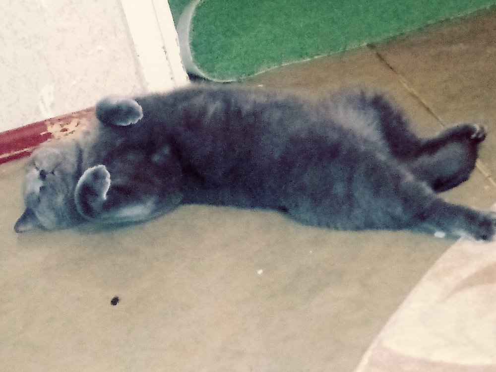 Photo #4668138