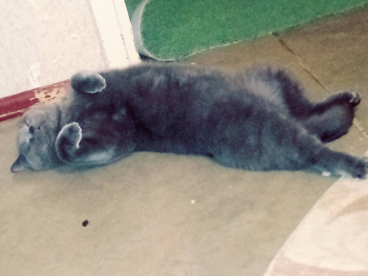 Photo #4668138