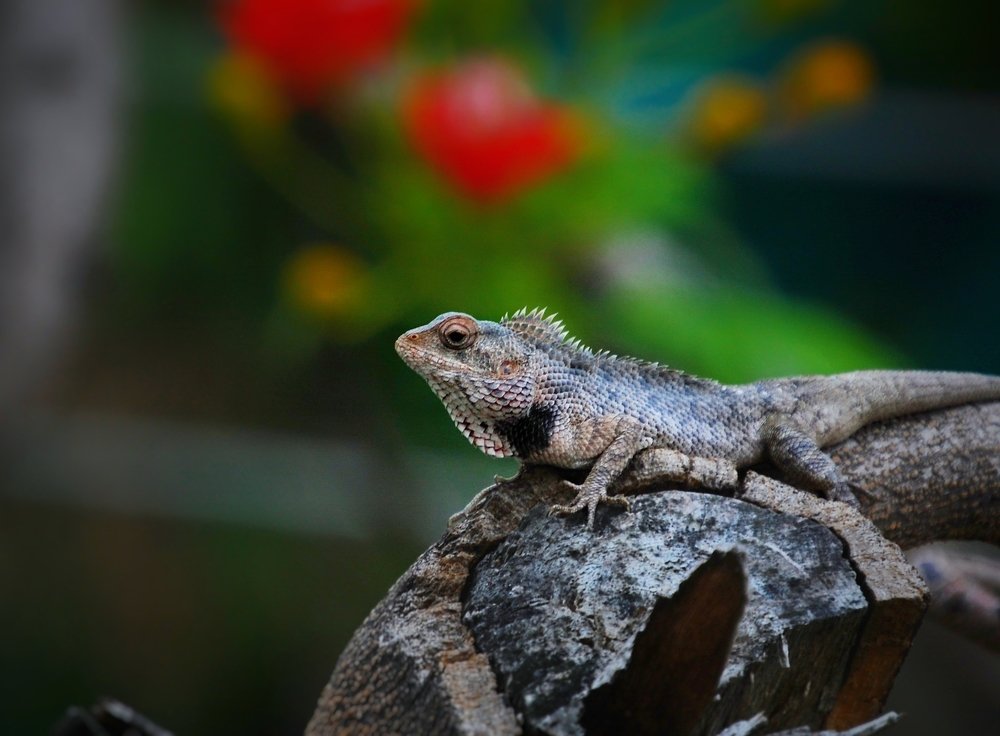 Photograph by Aryan Paradkar