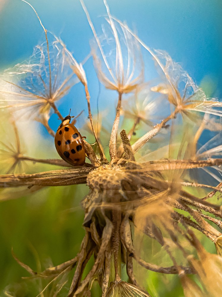 Волшебный мир насекомых.