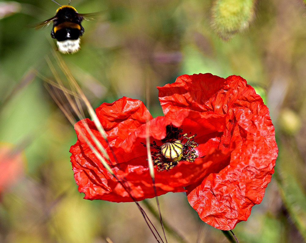 Photograph by Marina Weiland