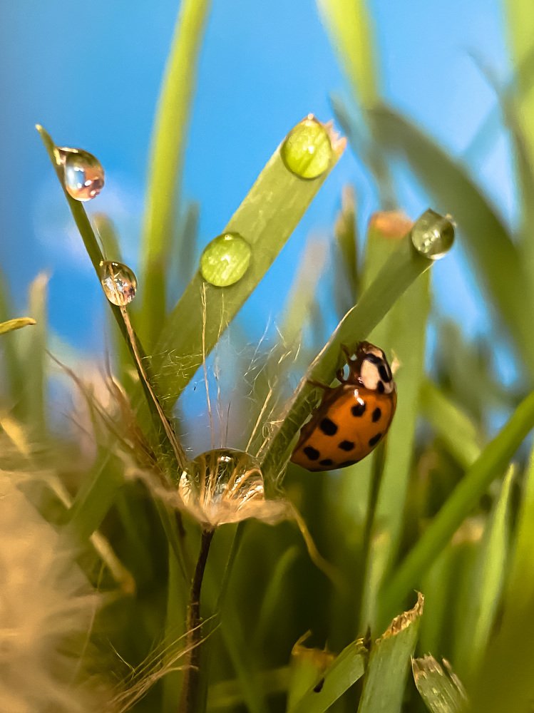 Из жизни божьей коровки
