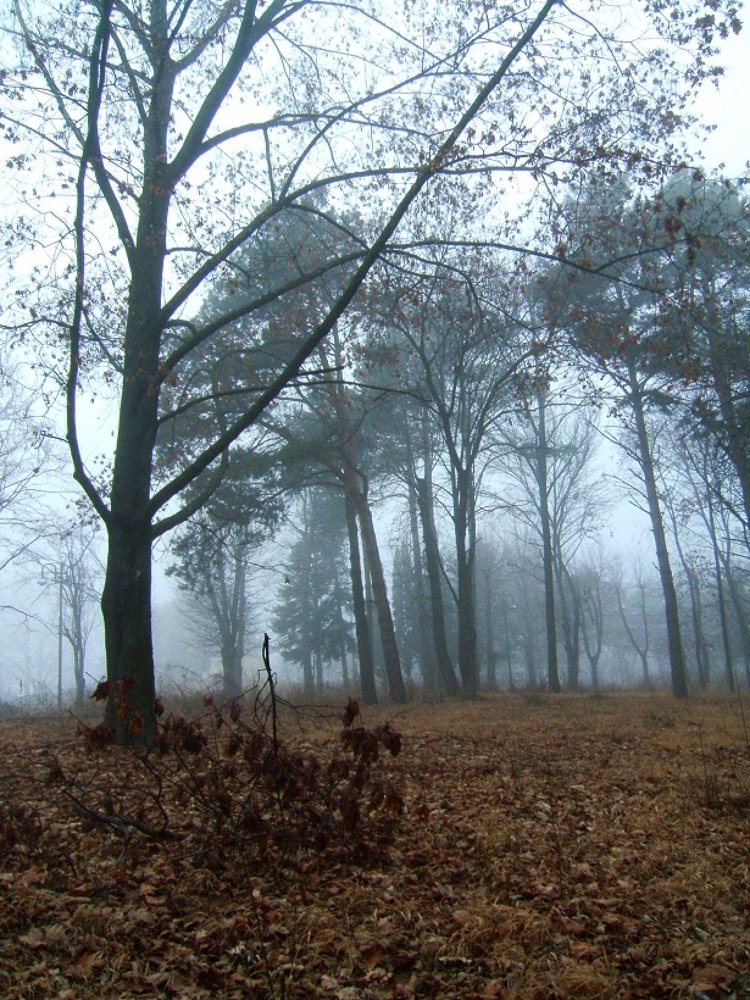 Утро туманного старого парка...