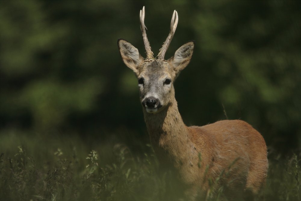 Photograph by Przemyslaw Wlodkowski