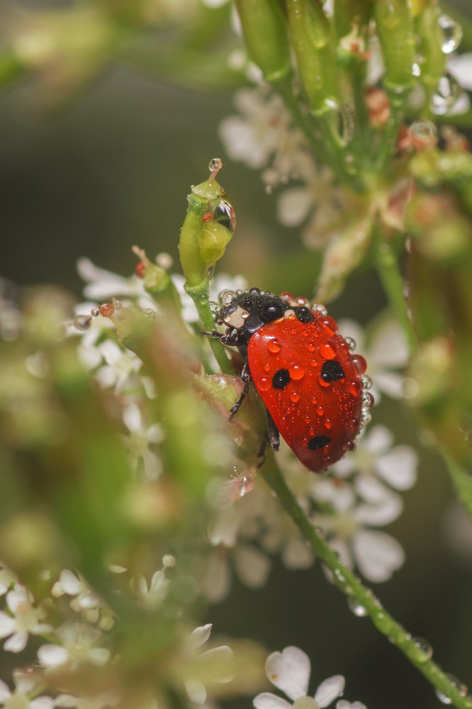 Photograph by Максим Вышарь