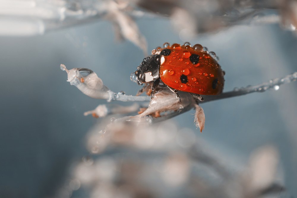 Photograph by Максим Вышарь