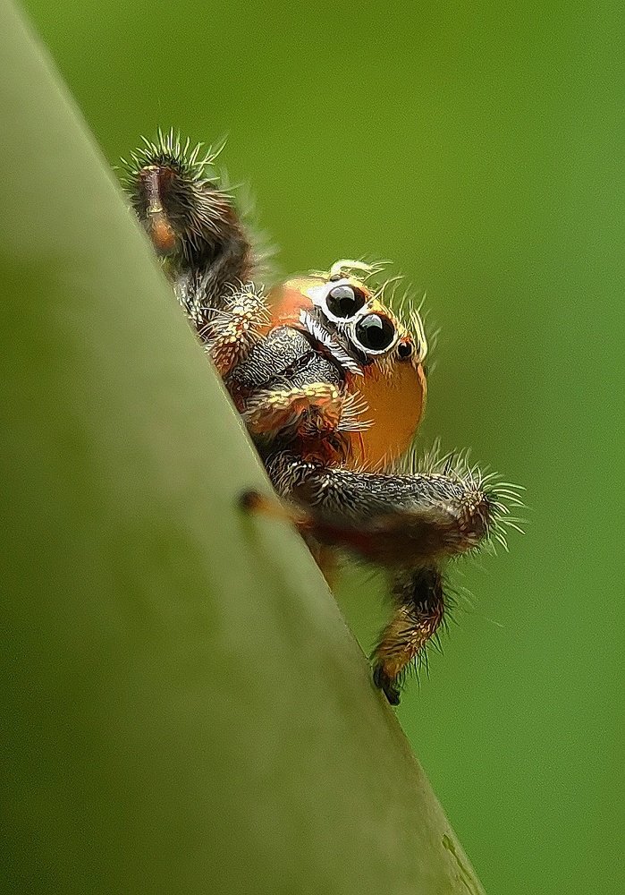 In the attacking mood.