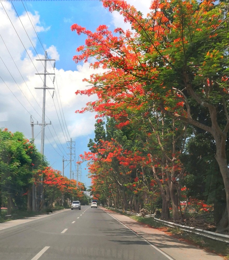 Delonix Regia : The Fire Tree