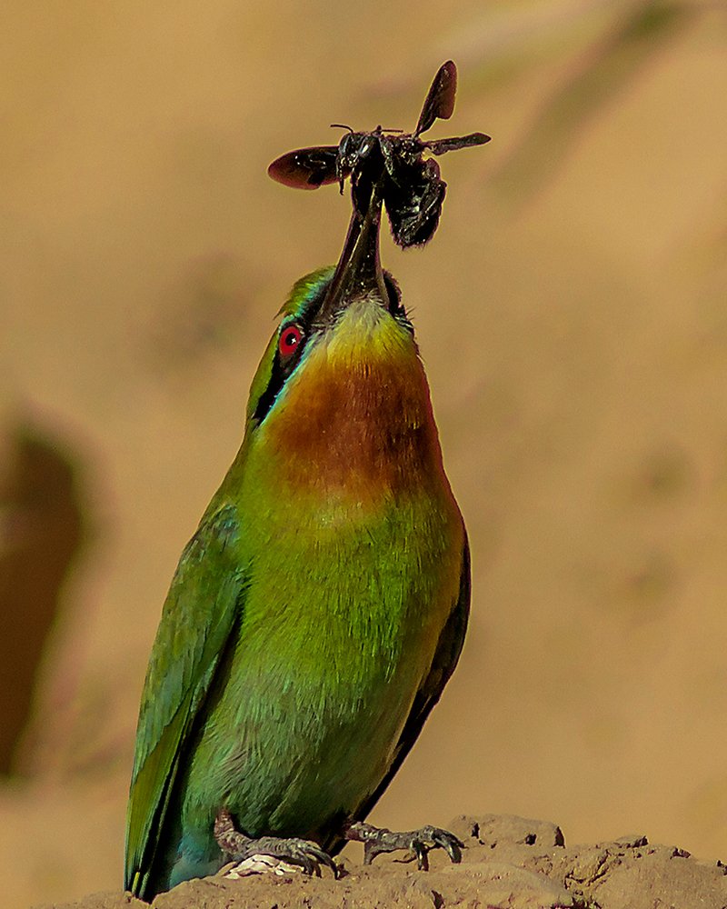 Photograph by Vatsal Parikh