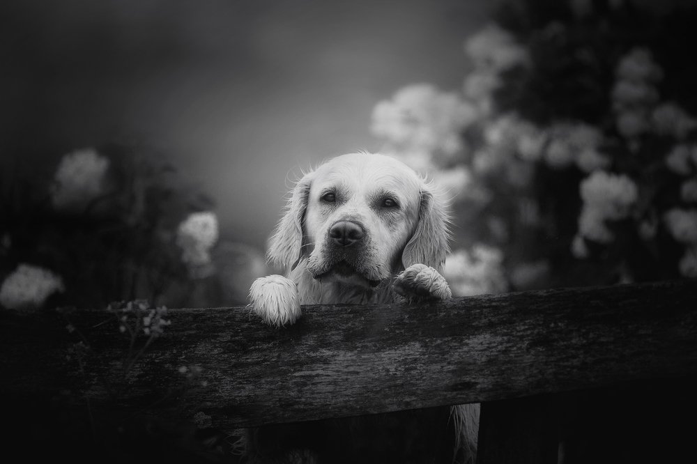 Фотография автора Sophie Kozlova