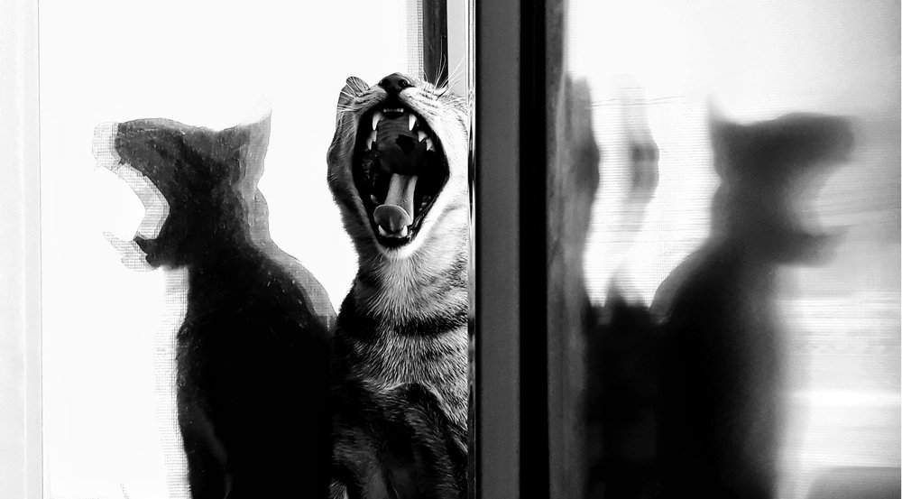 Фотография автора Abhitha Mohan