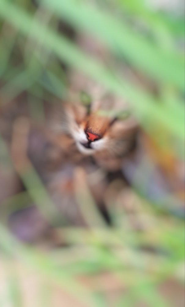 Photograph by Abhitha Mohan