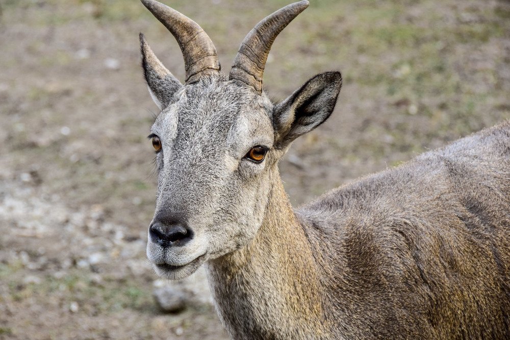Фотография автора Сергей Дорошенко