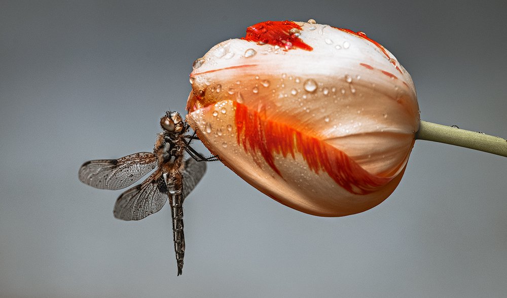 Кругоцветное путешествие