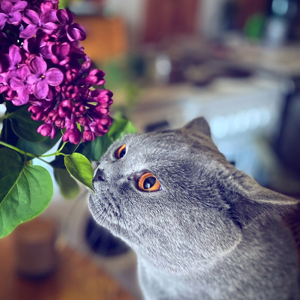 Манящий аромат сирени