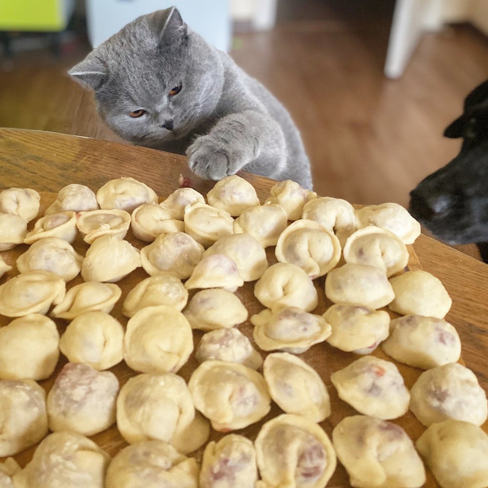 Мурзик и пельмени.