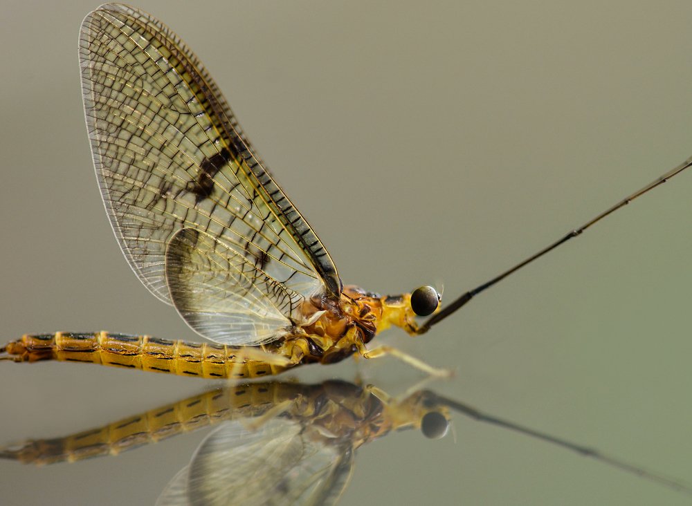 Photograph by Олег Урасов