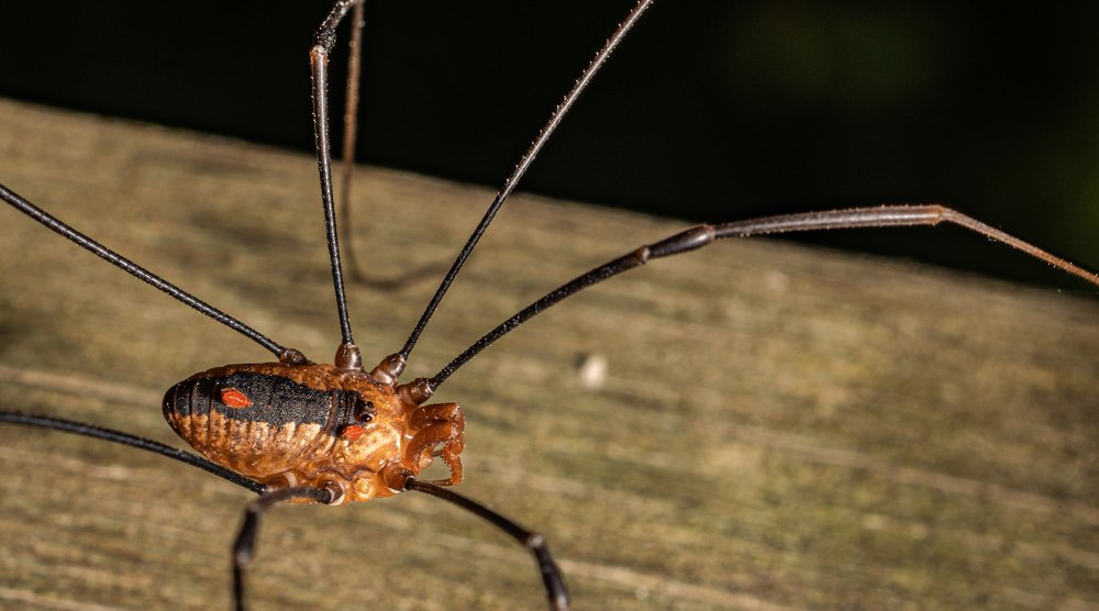 Photograph by Duane Vosika