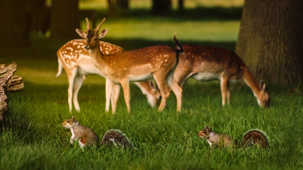 Фотография автора Ross McGree