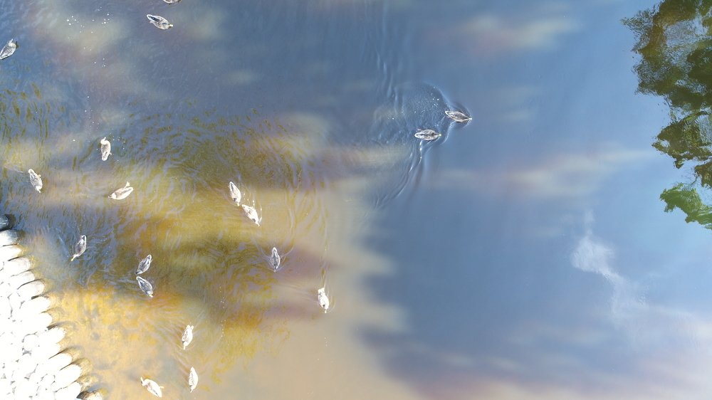 Photograph by Вячеслав Чирин