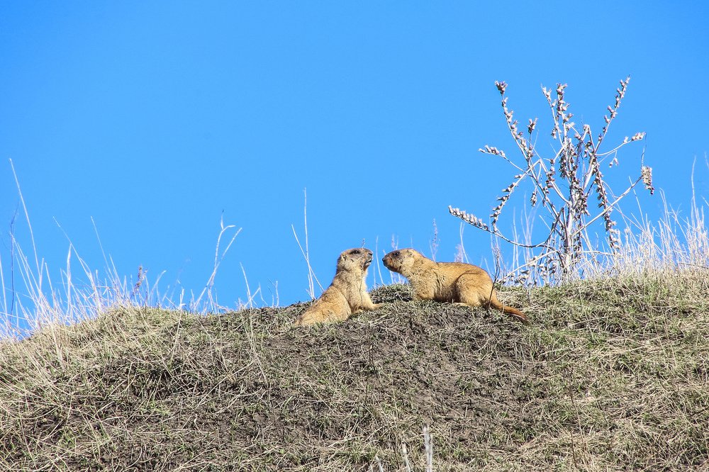 Photograph by Александр Карасев