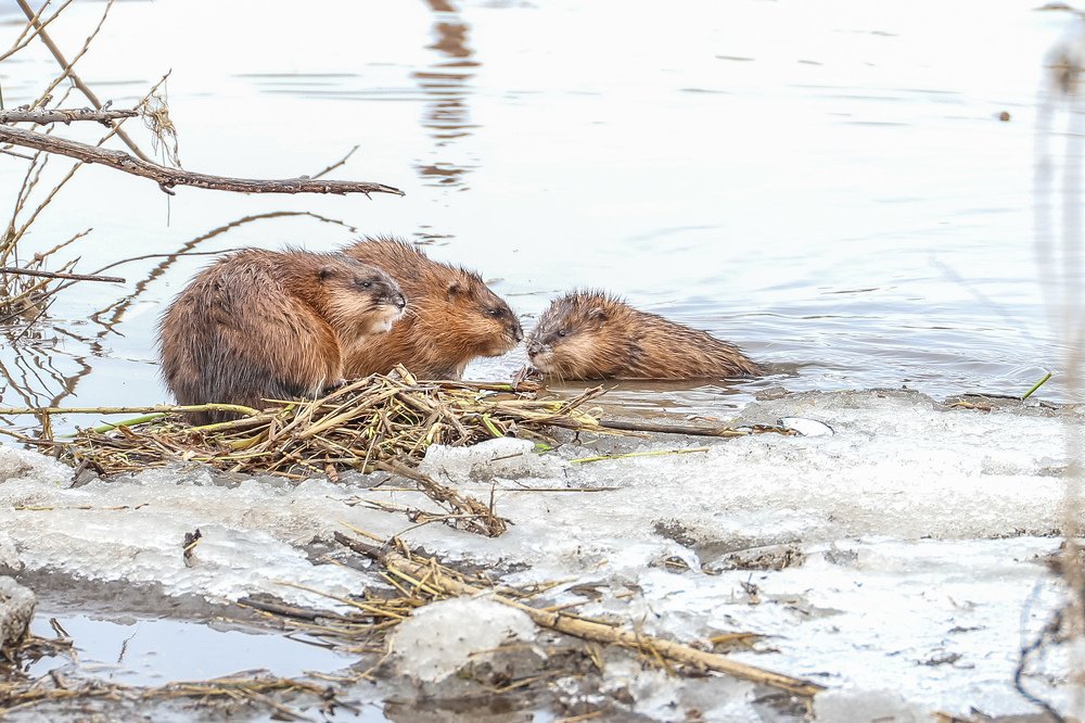 Photograph by Александр Карасев