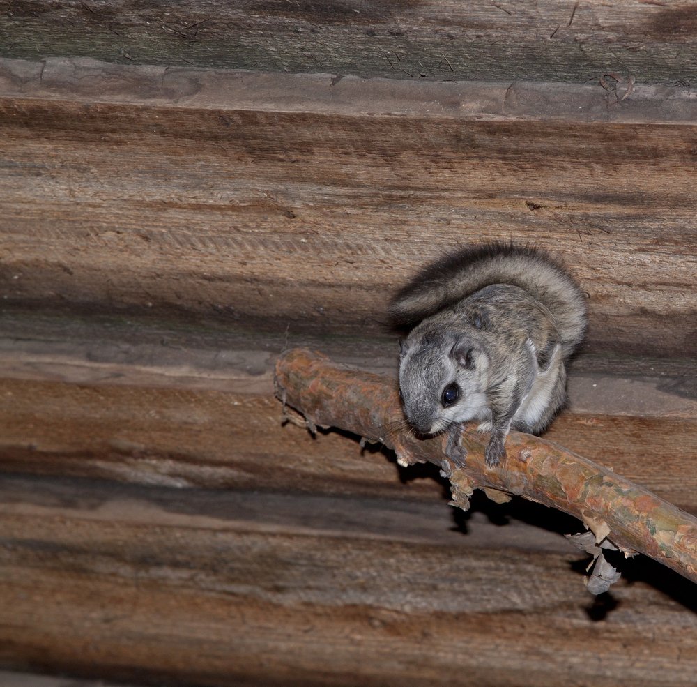 Photograph by Эльвира Сагдиева