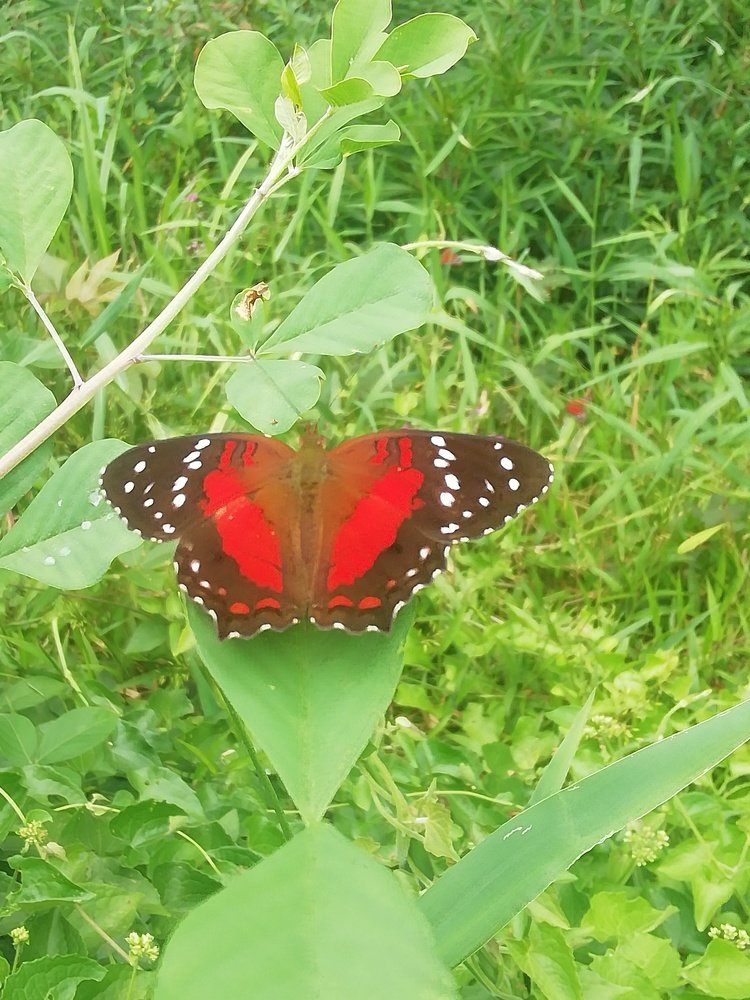 Photo #4671555